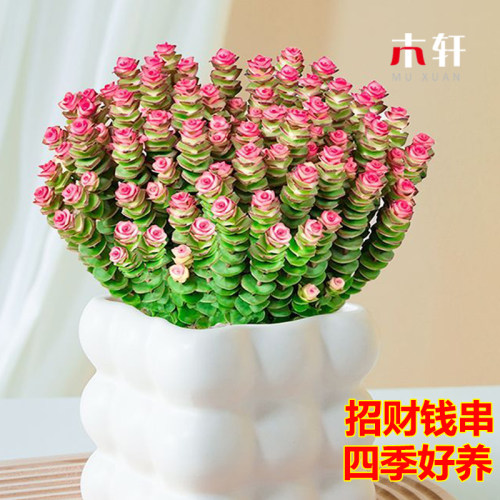 招财纳福彩色钱串四季好养