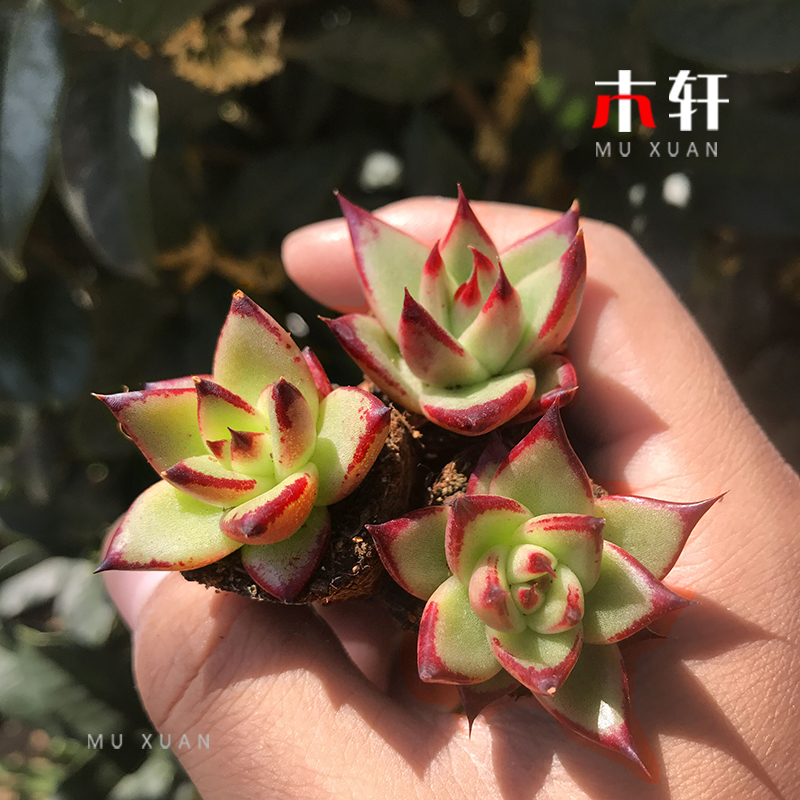 精品多肉植物 罗宾乌木汤圆室内绿植花卉盆栽组合套餐 新手好养活