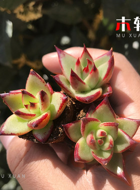 绿植罗宾乌木套餐好养活多肉植物