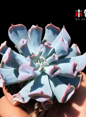 进口多肉植物组合魔笛猪鼻子黑法师红覆轮锦蓝色多肉植物稀有品种
