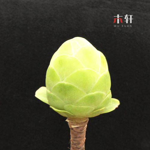 白玉鸡蛋山地玫瑰老桩多肉植物