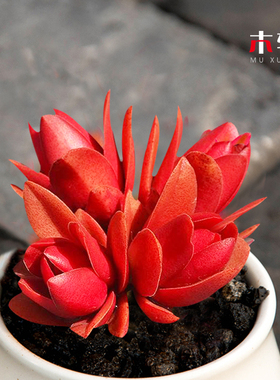 火祭红色多肉组合盆栽红叶祭赤鬼城办公室内群生肉肉植物绿植新款