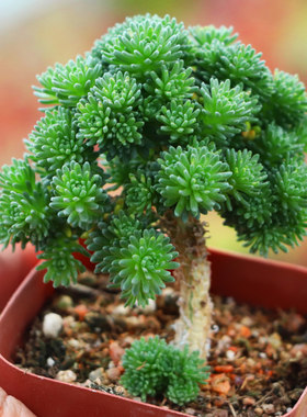 多肉植物球松室内造型微景观盆栽