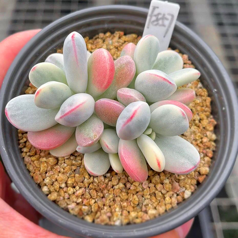 达摩福娘带香味组合橄榄球玫瑰图片
