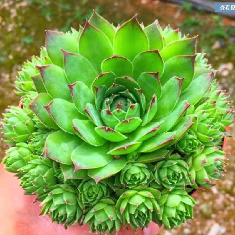 群生多肉植物带盆带土好养