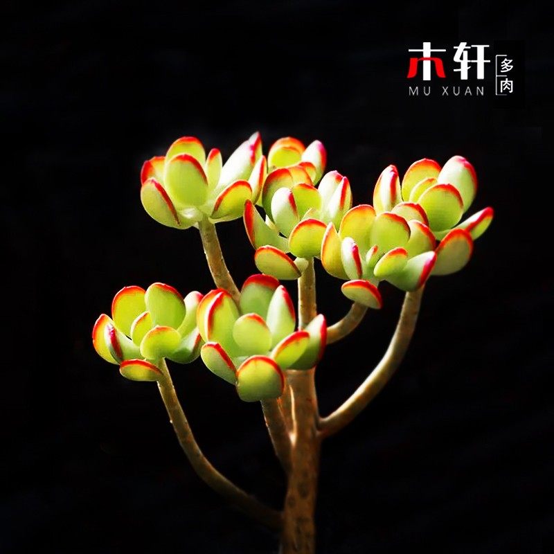老桩多头多肉植物达摩宝珠室内桌面防辐射绿植大颗好养活净化空气