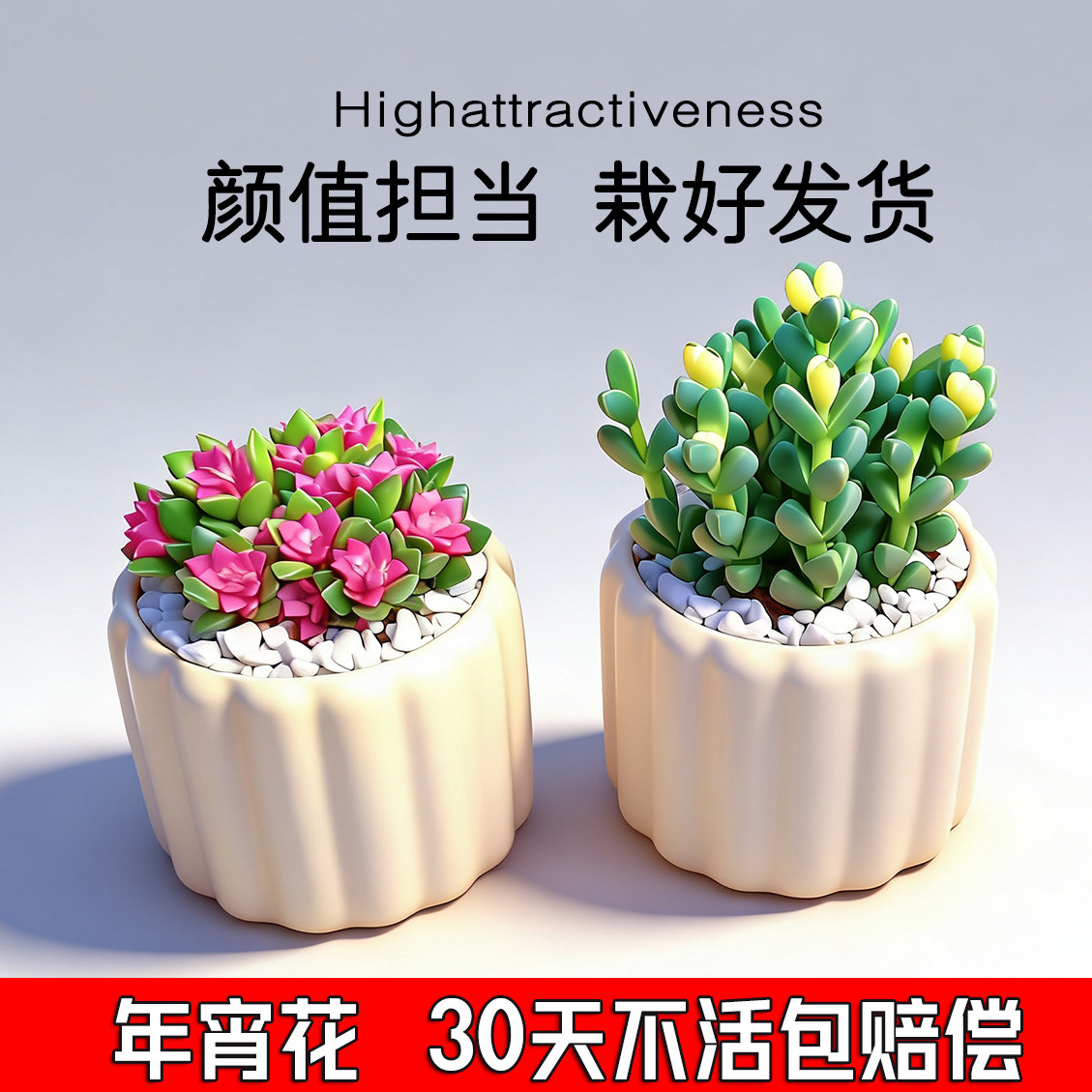 年宵花多肉植物鹿角海棠锦吹雪松锦室内桌面招财纳福绿植花卉盆栽