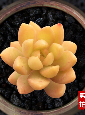 精品进口多肉植物黄丽室内防辐射组合盆栽 超萌多肉植物好养批发