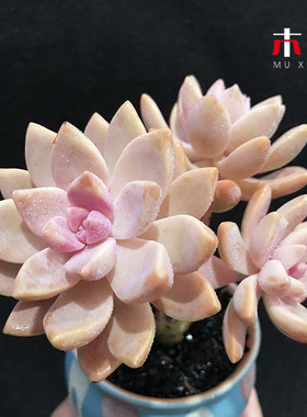 凝脂莲小球玫瑰爱之蔓多肉植物