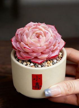 多肉植物组合室内带盆小盆栽玉露桃蛋老桩仙人球绿植仙人掌新手