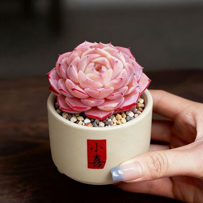 玉露桃蛋老桩仙人球绿植仙人掌