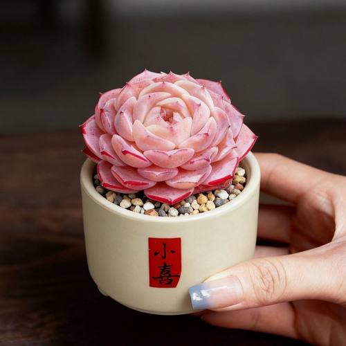 玉露桃蛋老桩仙人球绿植仙人掌