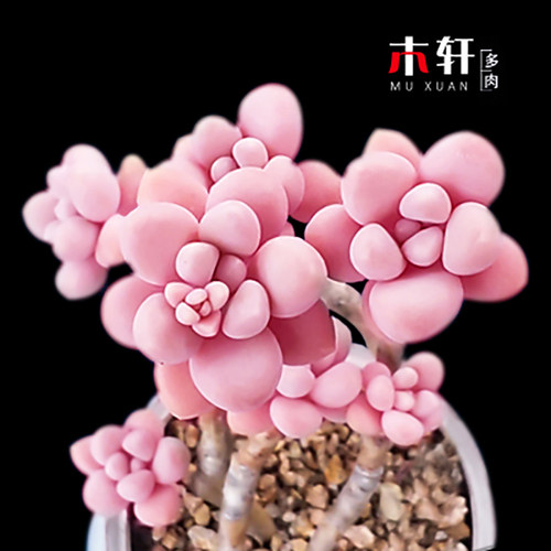 粉色多肉植物艾伦组合盆栽好养活
