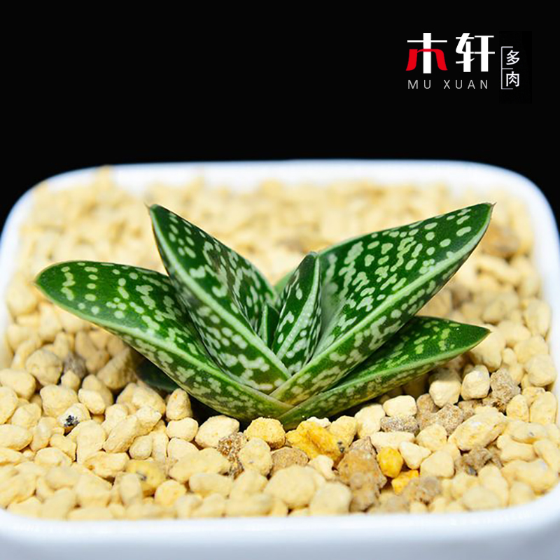 子宝元宝花多肉植物组合套餐绿植盆栽花卉奇趣美观多肉小盆景含盆
