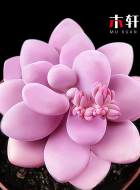 多肉植物室内盆栽组合四季花卉