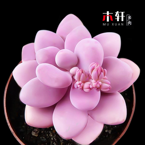 多肉植物室内盆栽组合四季花卉