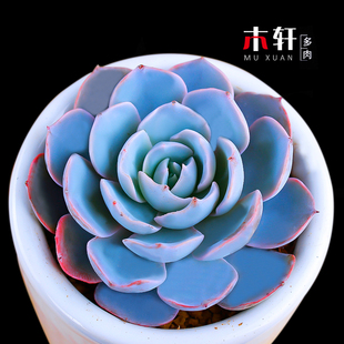 多肉植物皮式蓝石莲花卉盆景客厅桌面绿植盆栽防辐射美观蓝色肉肉