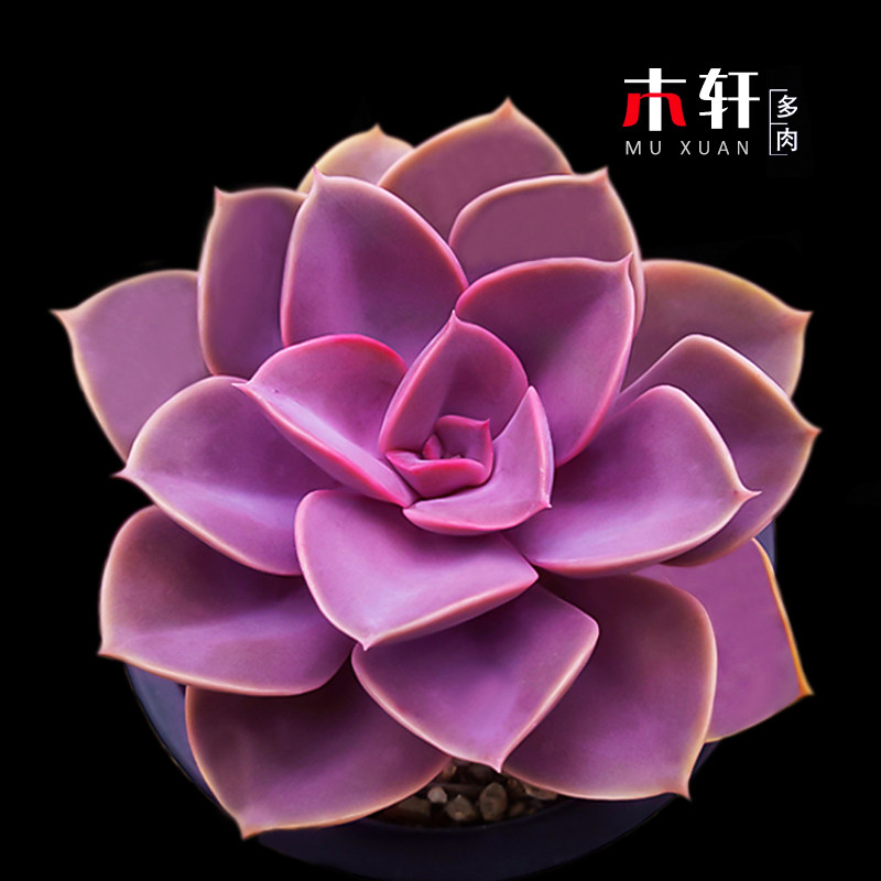 丁香多肉植物组合盆栽花苗非紫珍珠肉肉办公室内防辐射小盆景绿植