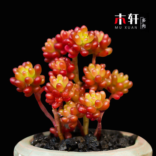 绿植红色浆果花卉小盆栽多肉植物
