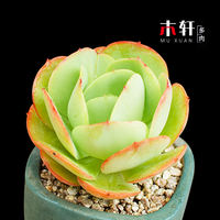 Rare succulent plant Alan combination potted plant, indoor desktop small potted plant, bonsai, green plant and flower wholesale, easy to take care of thumbnail 6