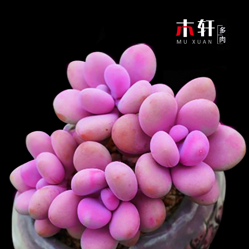 多肉桃蛋桃之卵办公桌面室内防辐射趣味绿植盆栽花卉多肉植物特价