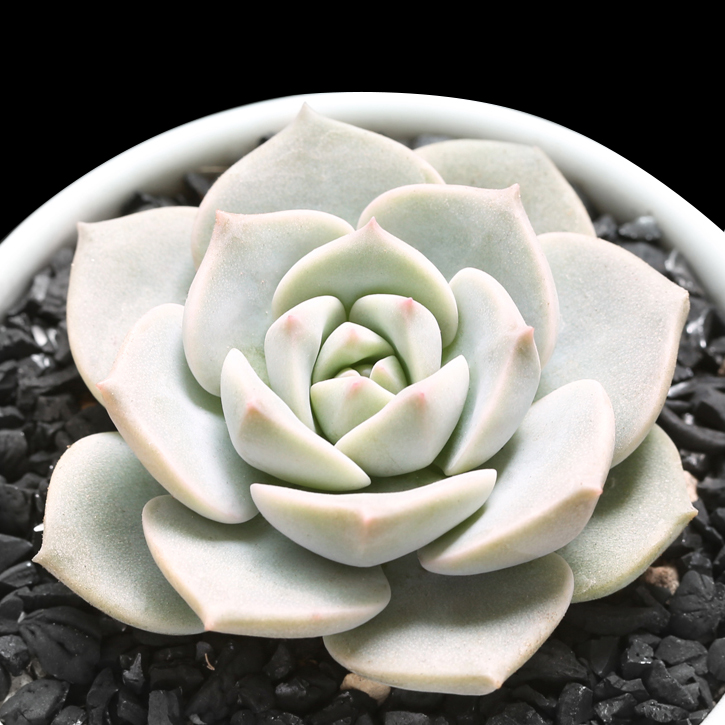 纯正经典多肉植物白牡丹好养活