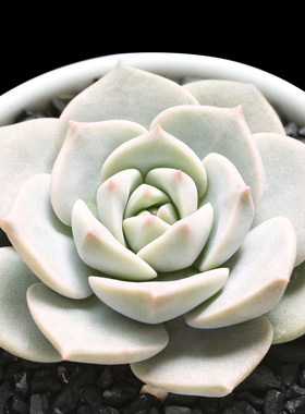纯正经典多肉植物白牡丹好养活