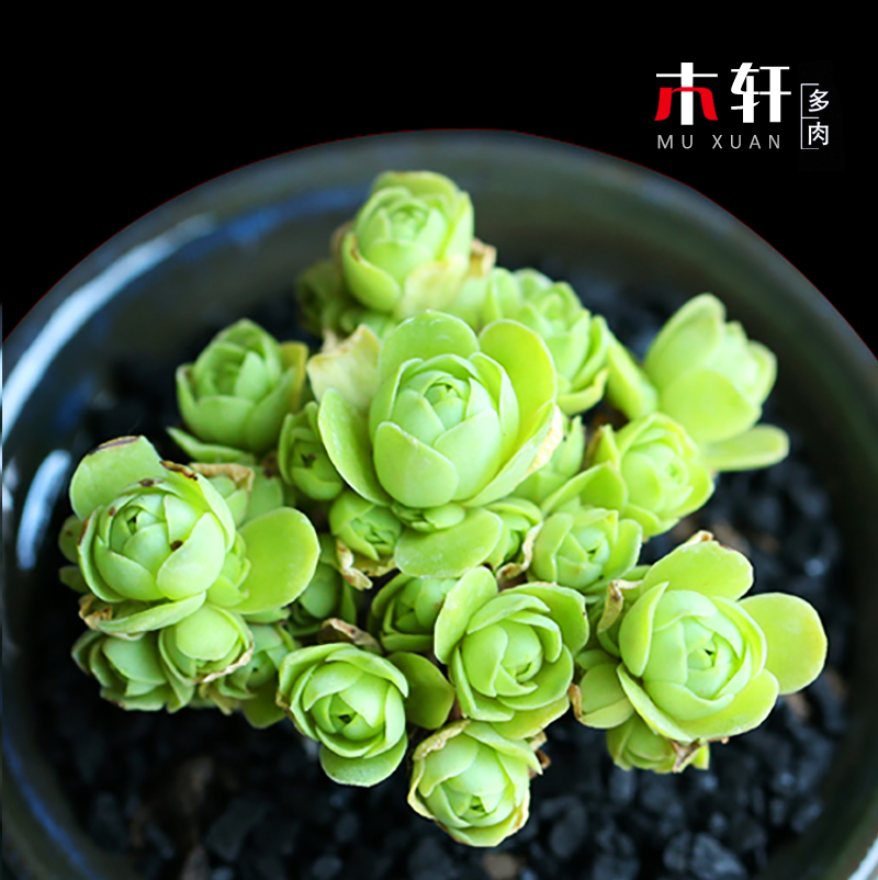 多肉植物新款 黄金鸡蛋山地玫瑰 室内防辐射花卉肉肉植物组合盆栽