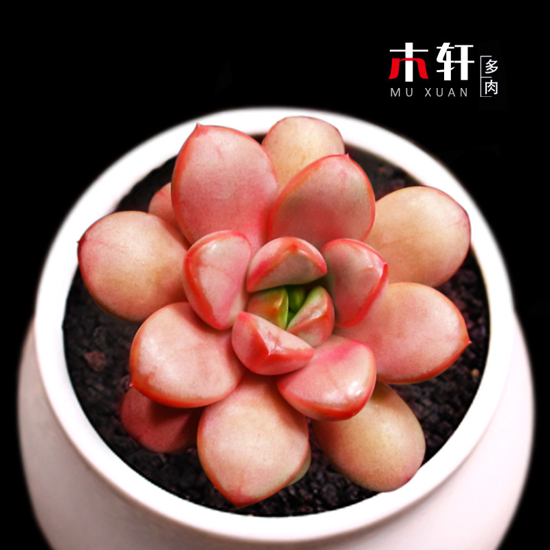 精品多肉植物红葡萄阳台室内趣味小盆栽肉肉花卉绿植四季好养活