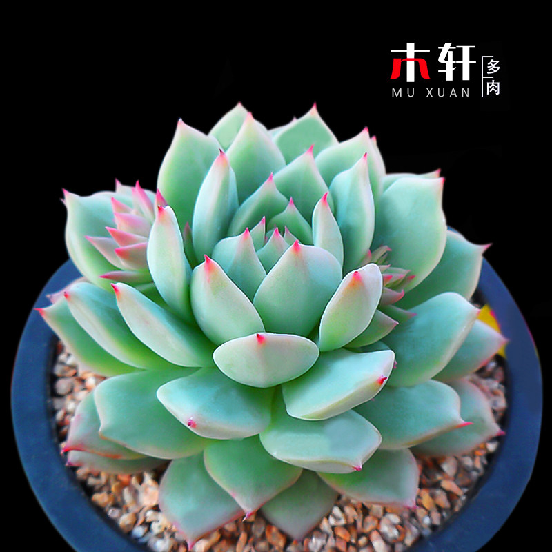 含盆送土多肉植物TP蒂比 进口多肉室内桌面防辐射组合盆栽花绿植