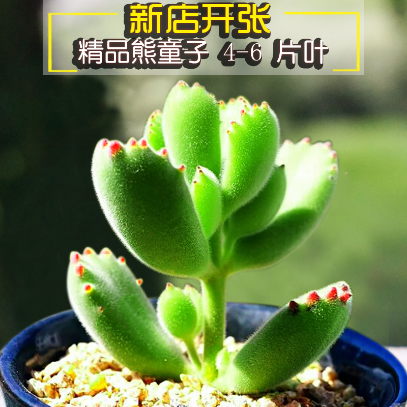 熊童子多肉植物新手好养