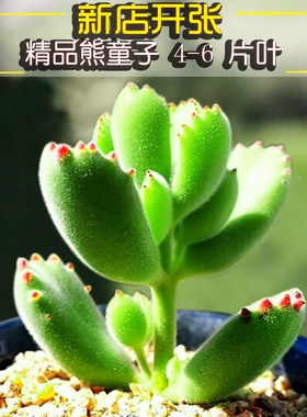 熊童子多肉植物新手好养