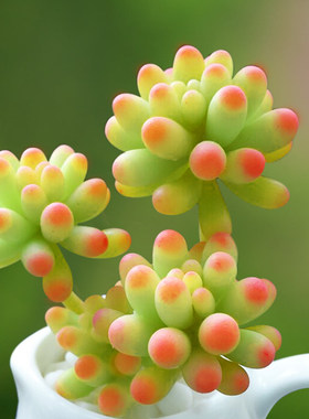 八千代多肉植物优惠券 八千代多肉植物价格 多少钱 麦穗日记