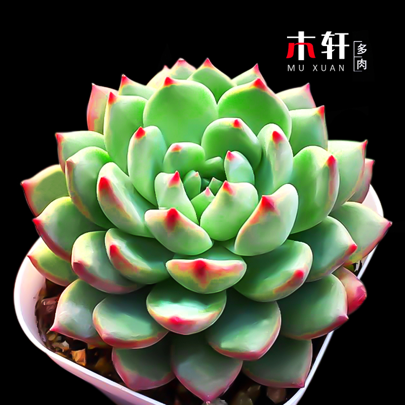 稀有多肉植物青苹果办公室内萌肉肉防辐射绿植盆栽好养活含盆带土