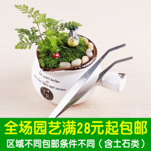 多肉微景观DIY植物工具园艺用品 多肉优质不锈钢弯头直头尖头镊子