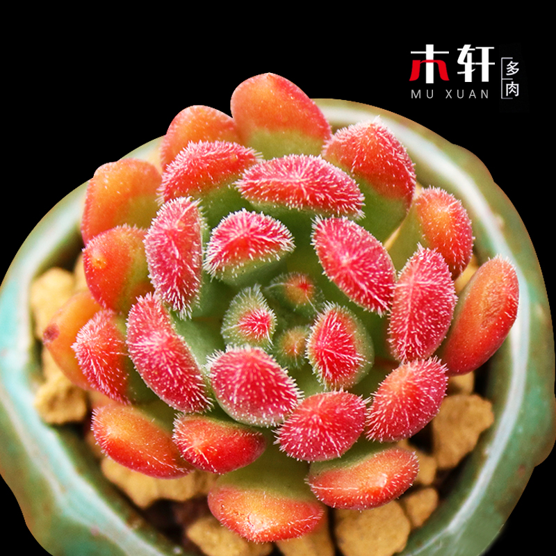 进口多肉植物红唇办公室内创意迷你绿植盆栽花卉萌肉肉含盆送土