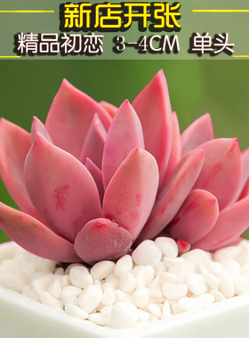 多肉初恋多肉植物组合阳台进口