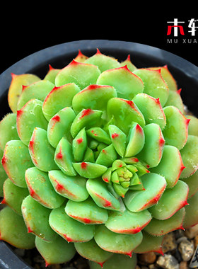 绿植露娜莲碧玉盆栽多肉植物