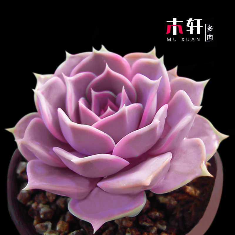 含盆送土丽娜莲多肉植物客厅书房桌面防辐射绿植盆景盆栽花卉肉肉