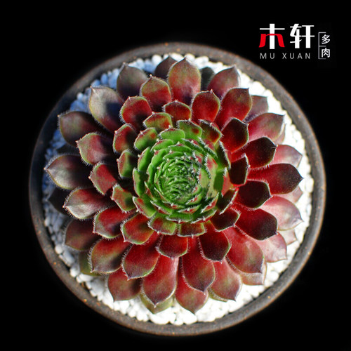 绿植紫牡丹桌面组合含盆多肉植物