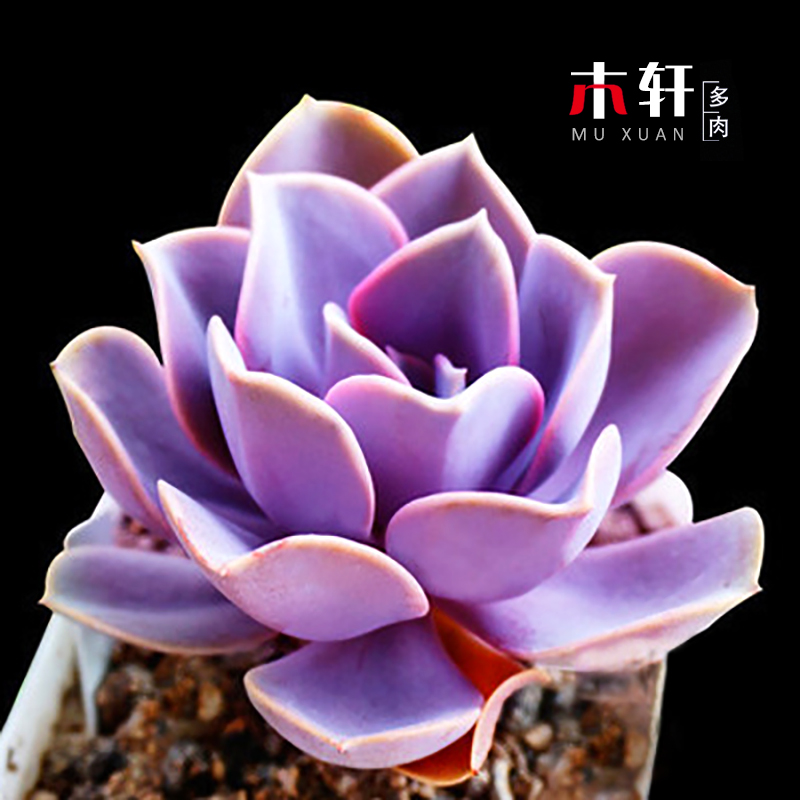 紫珍珠多肉植物红心莲美观室内桌面绿植花卉盆栽创意四季新手好养