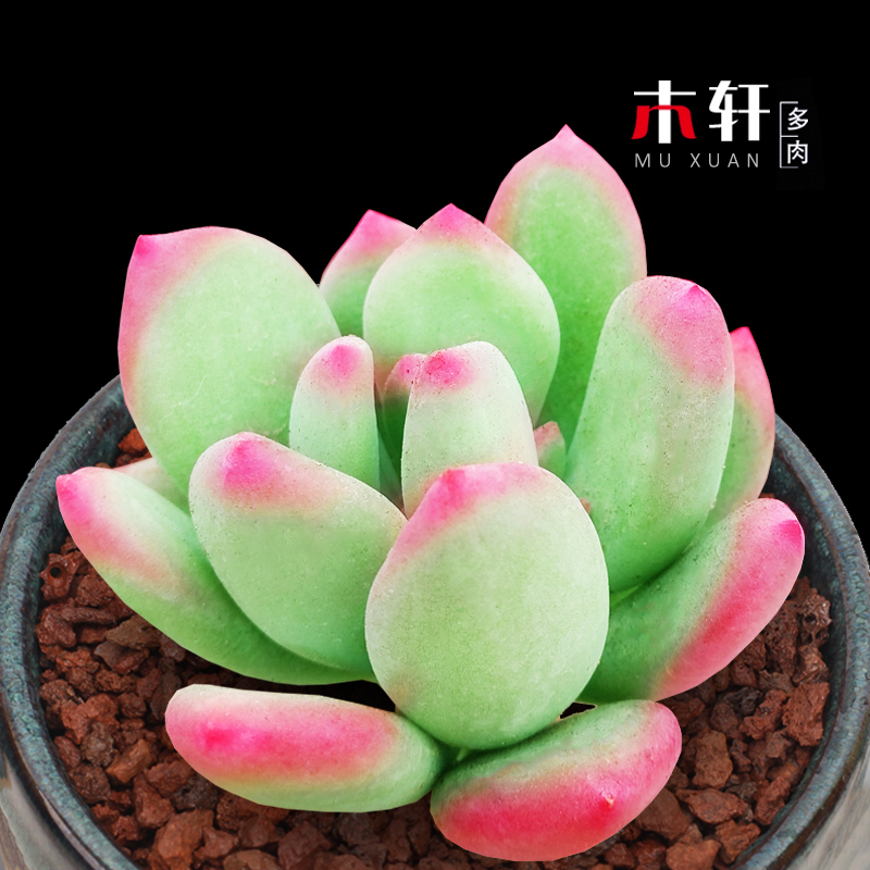奶酪姬星美人稀有品种多肉植物