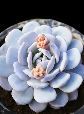 进口多肉品相佳美观桌面绿植盆栽