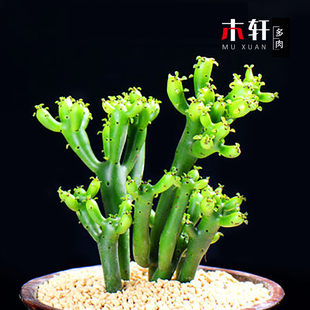 多肉植物光棍树摇钱树防辐射绿植小盆栽花卉办公桌面肉肉组合批发