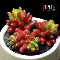 Rare succulent plant Alan combination potted plant, indoor desktop small potted plant, bonsai, green plant and flower wholesale, easy to take care of thumbnail 3