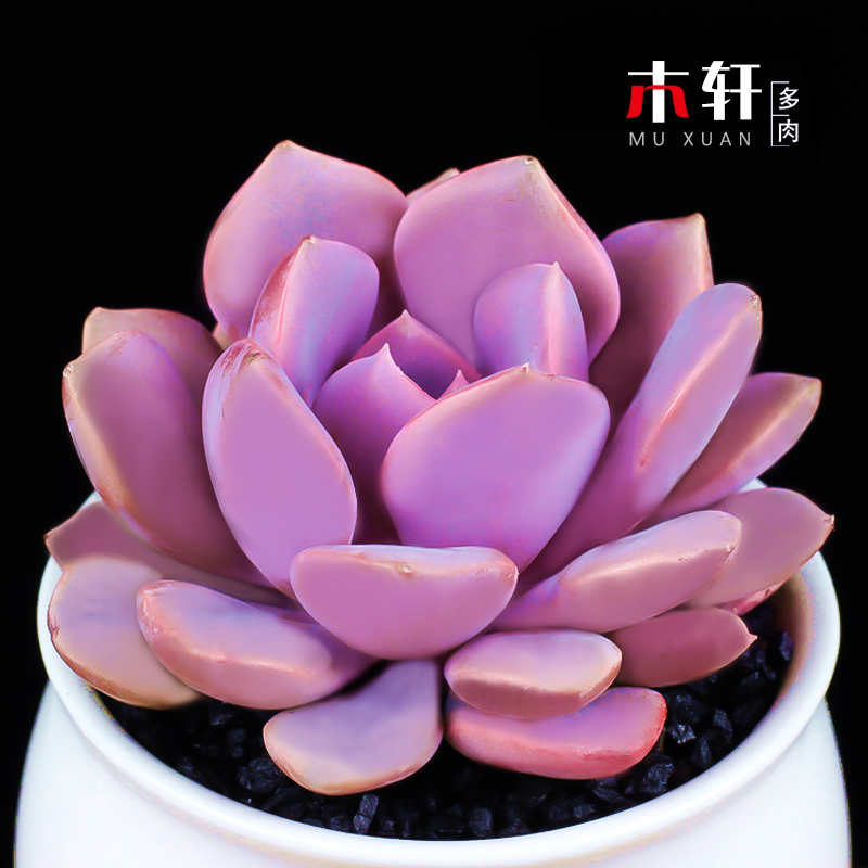 进口多肉植物黛比办公室内防辐射多肉绿植盆栽花粉嘟嘟肉肉植物