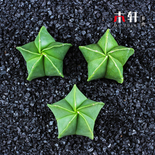 鸾凤玉多肉植物小盆栽防辐射净化空气绿植花卉小盆景好养多肉含盆