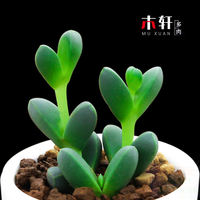 Rare succulent plant Alan combination potted plant, indoor desktop small potted plant, bonsai, green plant and flower wholesale, easy to take care of thumbnail 3