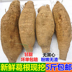 新鲜葛根广西藤县和平粉葛农产品蔬菜水果柴葛根 煲汤佳品5斤包邮