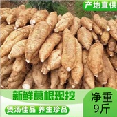 新鲜葛根葛薯 广西特产梧州 藤县和平粉葛 煲汤佳品净重9斤